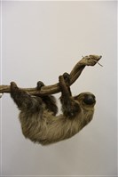 二趾樹懶標本藏品圖，第1張